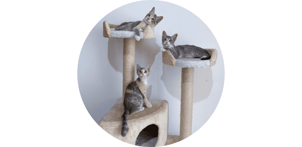 Arbre à chat et perchoir