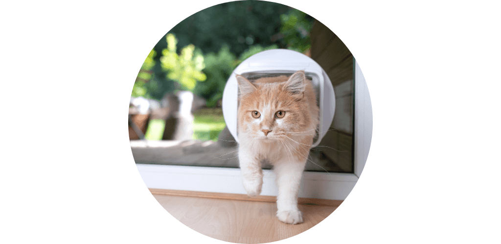 Chatière pour chat