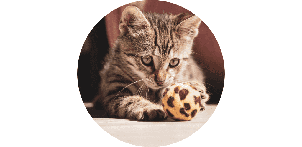 Balle pour chat