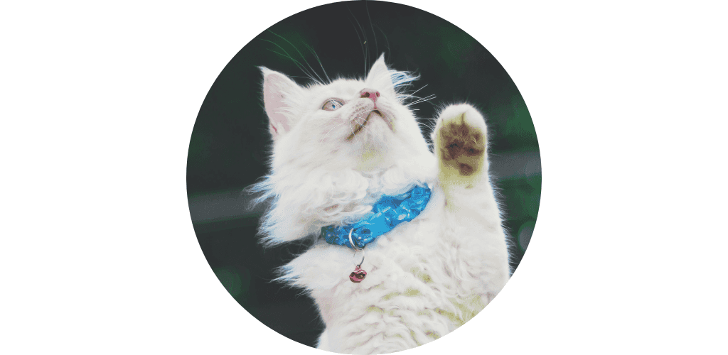 Collier pour chat