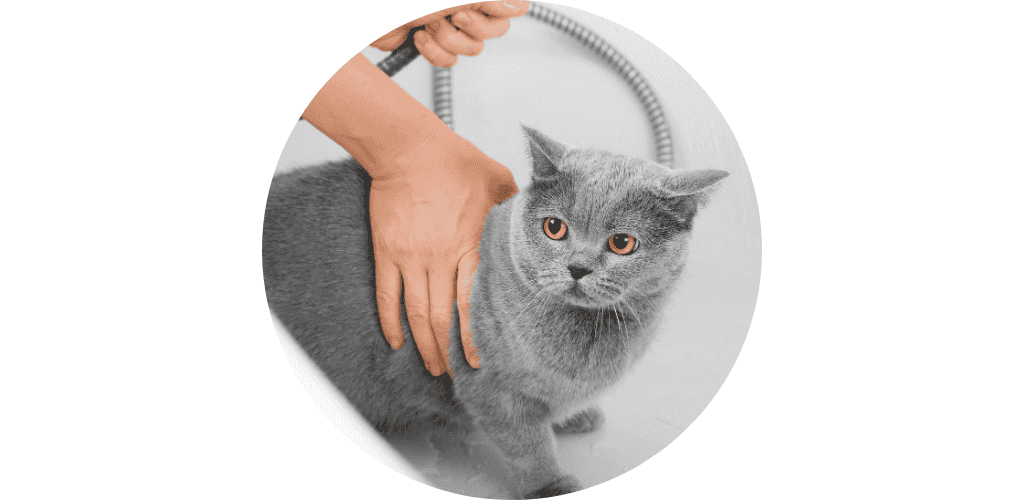 Shampoing pour chat
