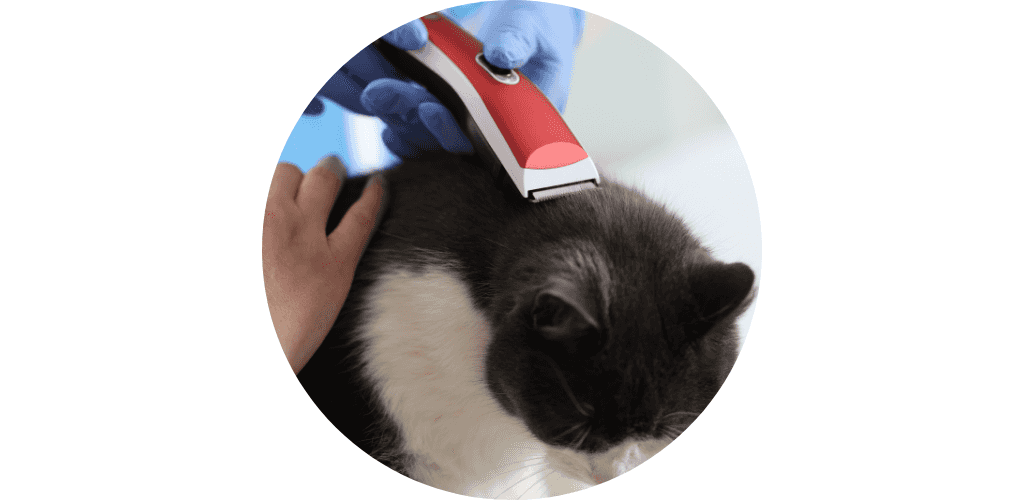 Tondeuse pour chat