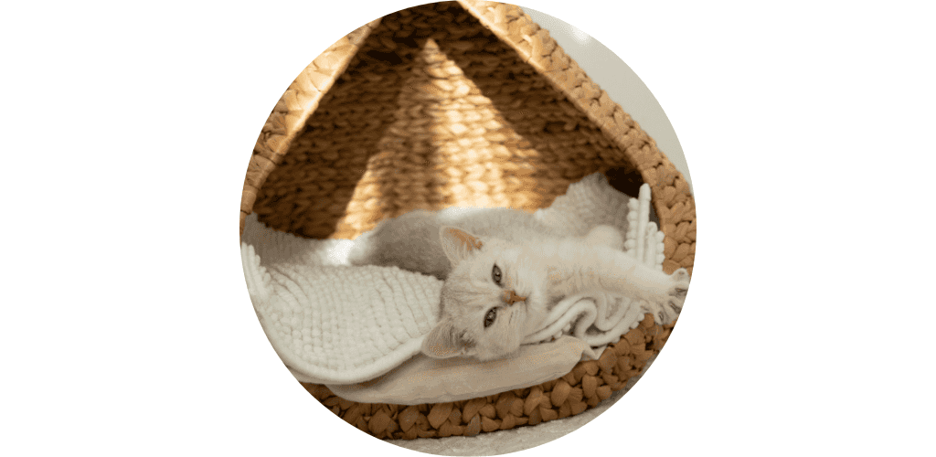 Habitat du chaton