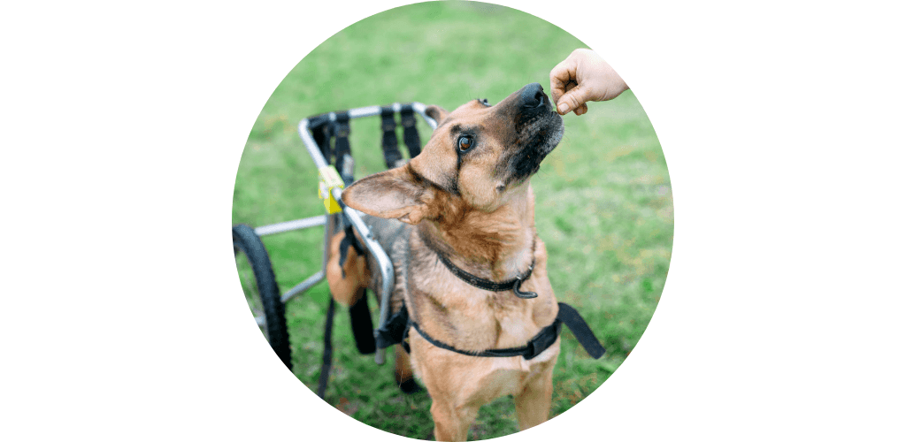 Chariot pour chien handicapé