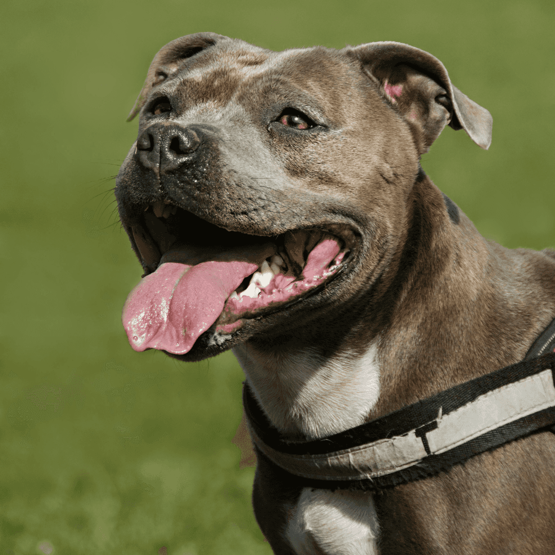 American Staffordshire Terrier