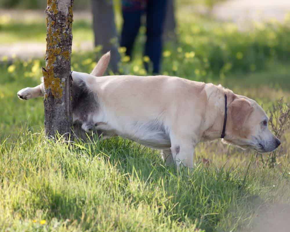 Apprenez la propreté à votre chien ou chiot en 5 étapes faciles