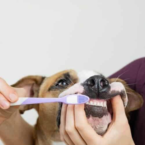 Faire appel à un éducateur canin