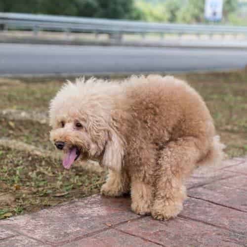 Causes de la diarrhée chez le chien