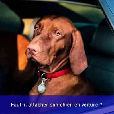 Faut-il attacher son chien en voiture ?