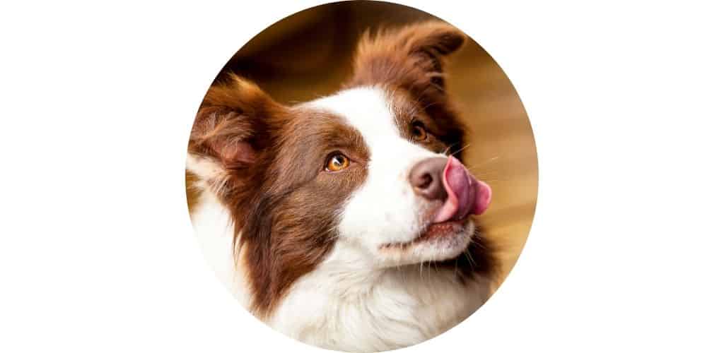 Gamelle chien anti-glouton