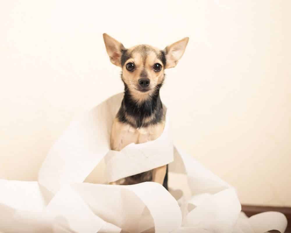 Arrêter la diarrhée chez le chien