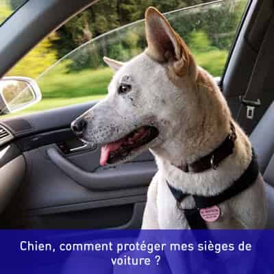 Chien, comment protéger mes sièges de voiture ?