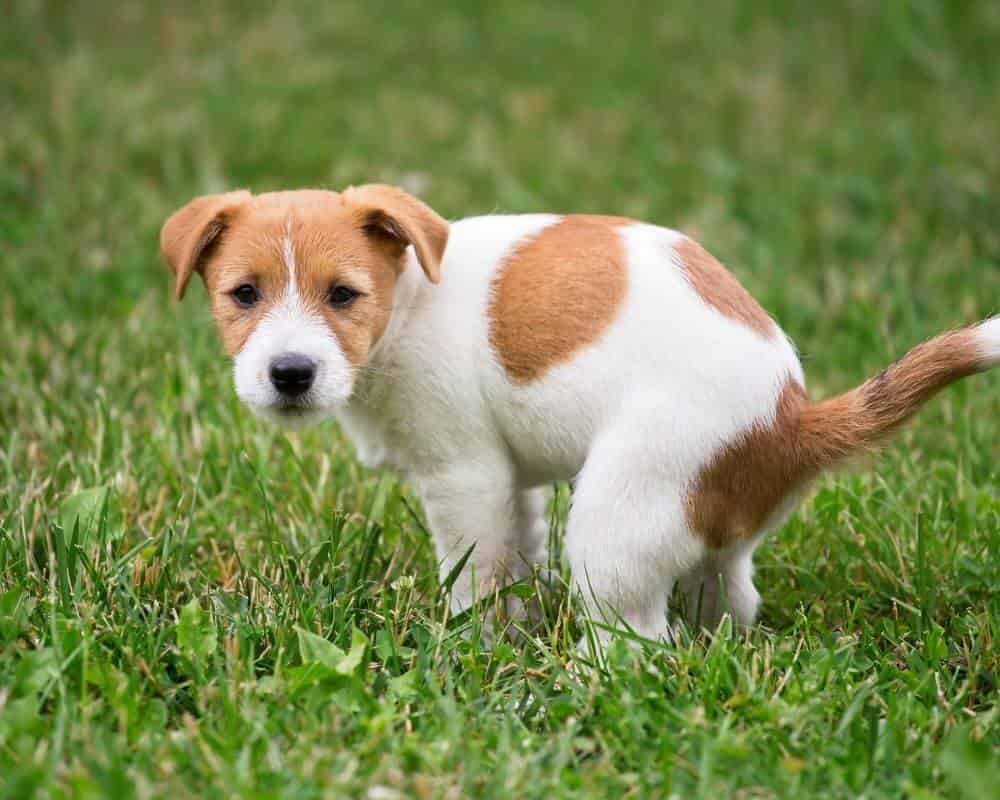 Causes de malpropreté urinaire chez le chien