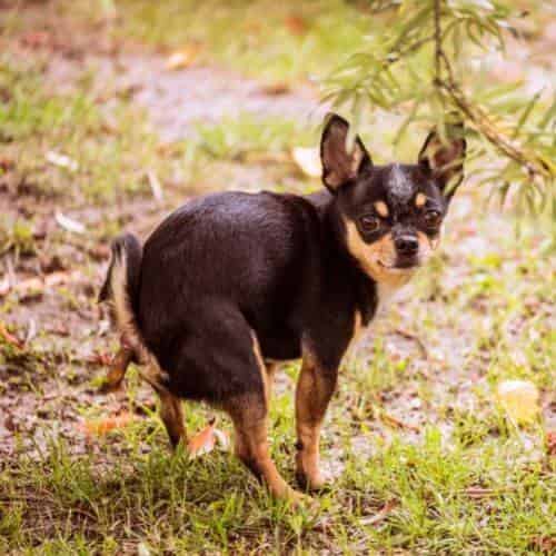 Un chien peut-il faire ses besoins dans une litière ?