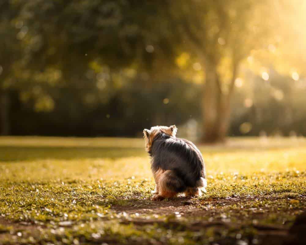 Cheveux dans les selles de mon chien