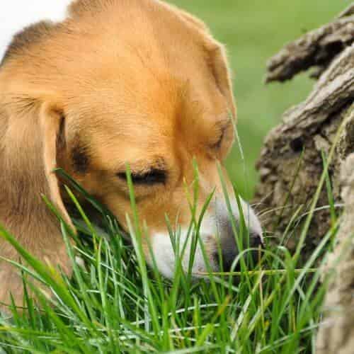 Qu'est-ce que les cheveux dans les selles de mon chien signifient ?