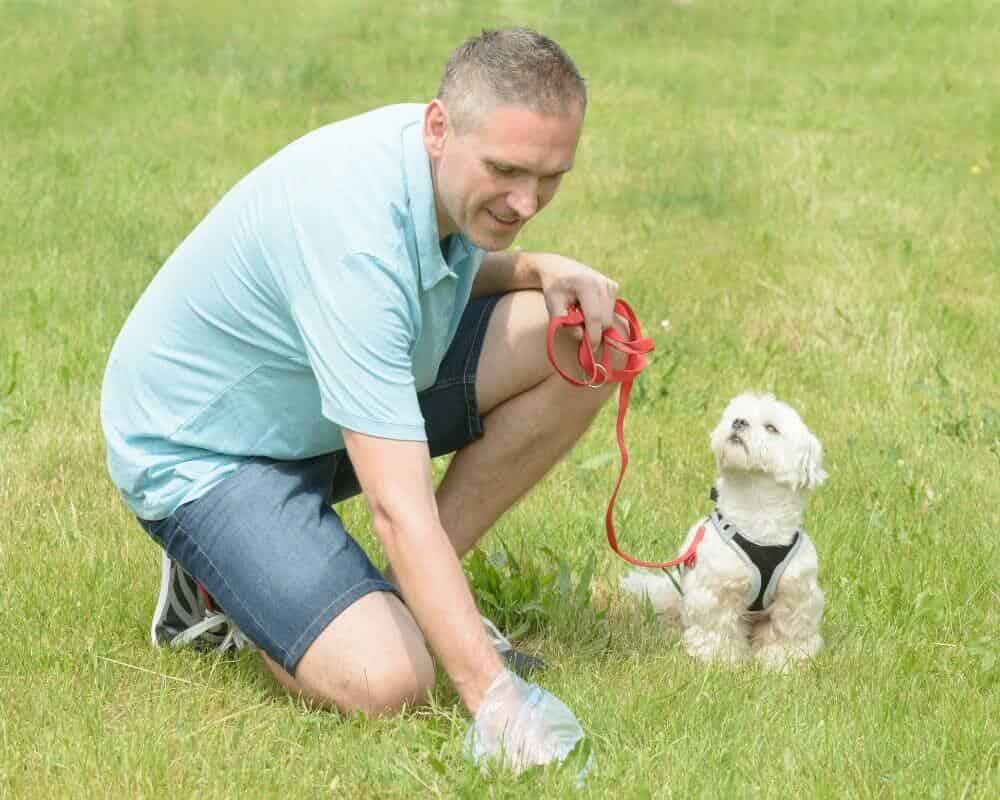Signification du chien qui mange son caca