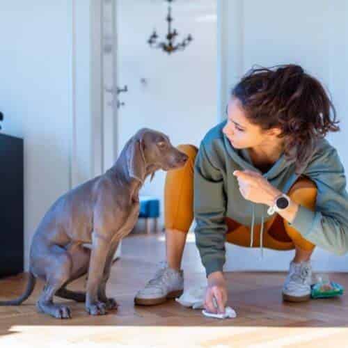 Astuces pour lui apprendre où il doit faire ses besoins