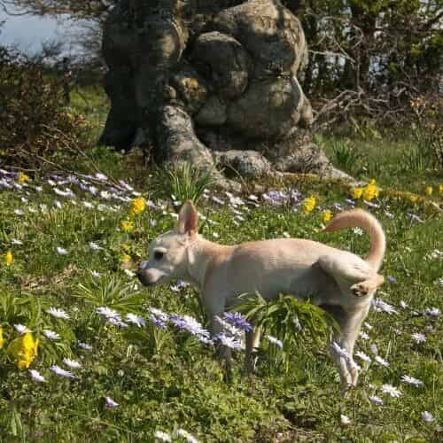 Comment rendre son chiot propre la nuit ?