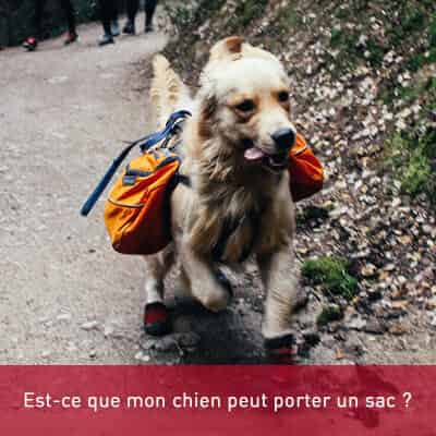 Est-ce que mon chien peut porter un sac ?