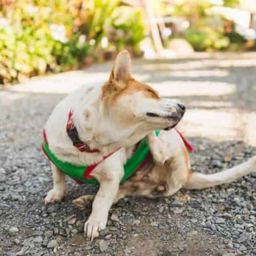 Chien qui ne fait pas caca dehors