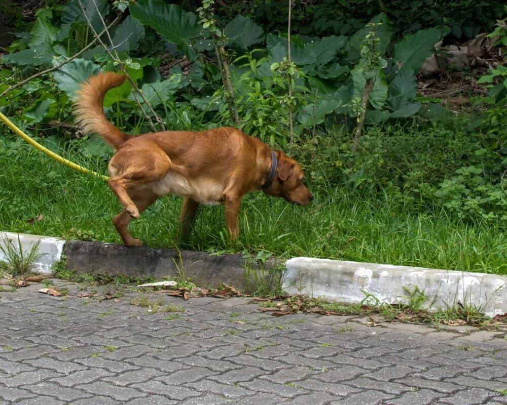 Chien qui se gratte le derrière par terre
