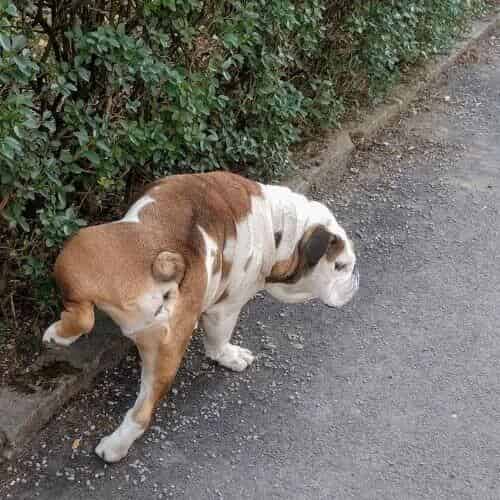 Il est temps de vermifuger votre chien