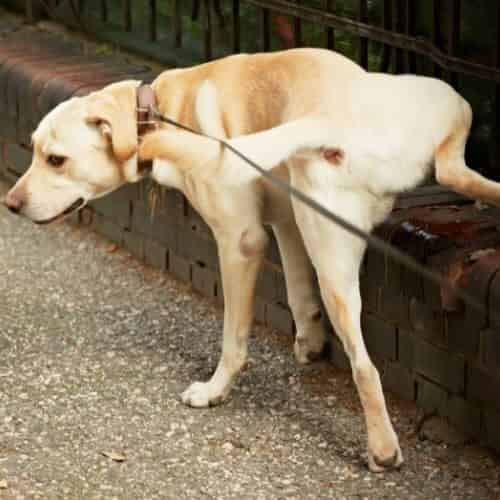 Comment purger les glandes anales du chien ?