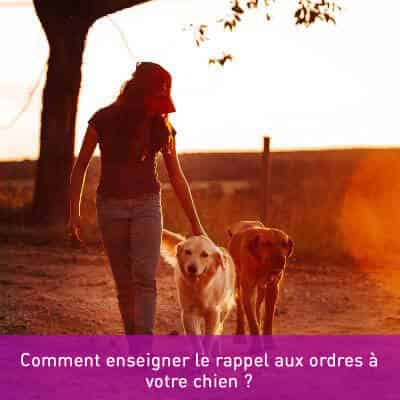 Comment enseigner le rappel aux ordres à votre chien ?