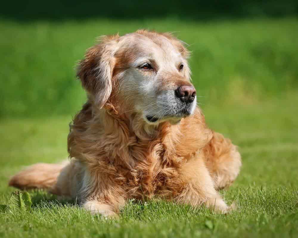 Chien qui urine sur le trottoir