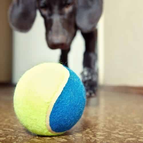 Que faire lorsque son chien urine sur la voie publique ?