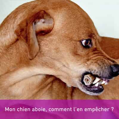 Mon chien aboie, comment l'en empêcher ?