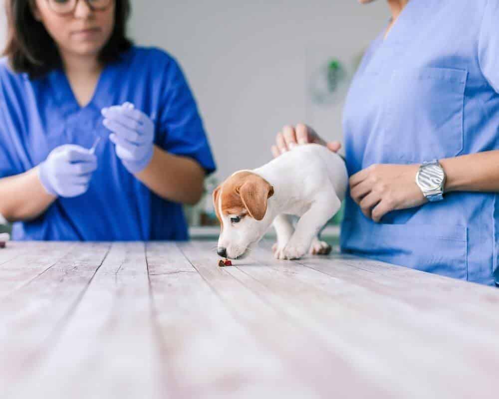 Comment booster un vieux chien ?