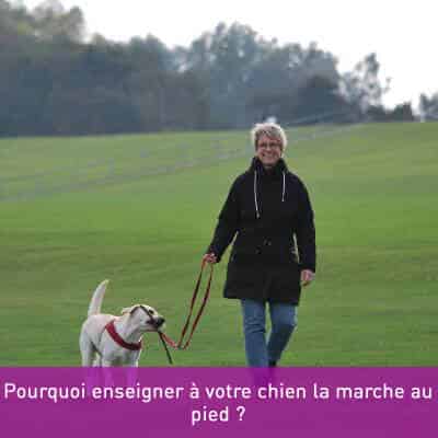 Pourquoi enseigner à votre chien la marche au pied ?