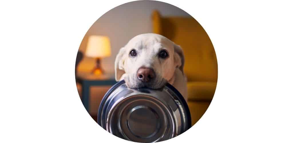 Pâtées pour chien