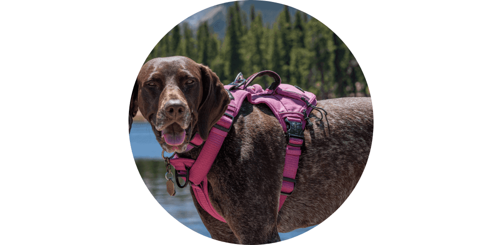 Harnais pour chien