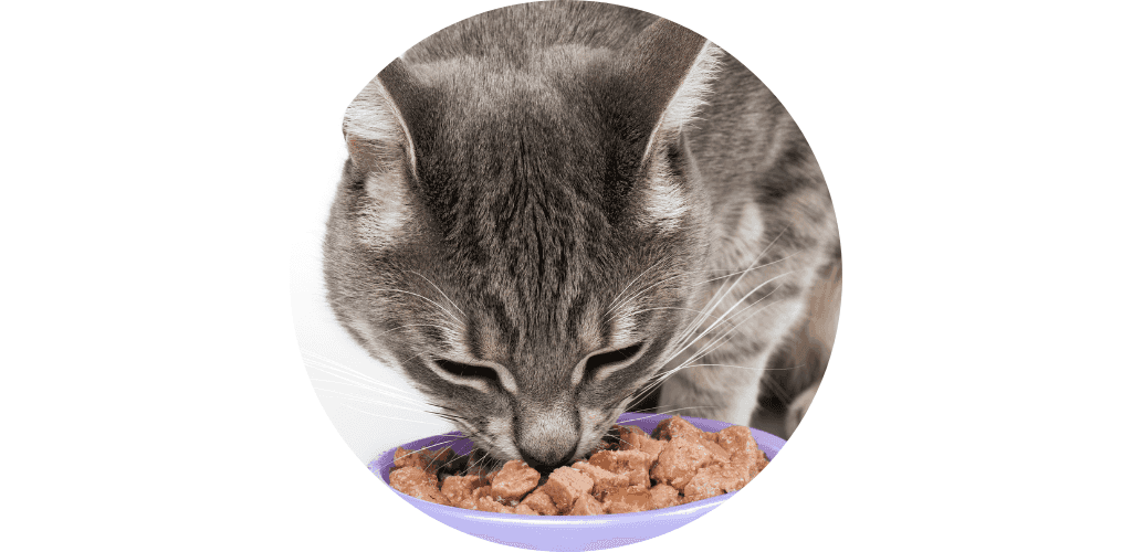Sachets et pâtées pour chat