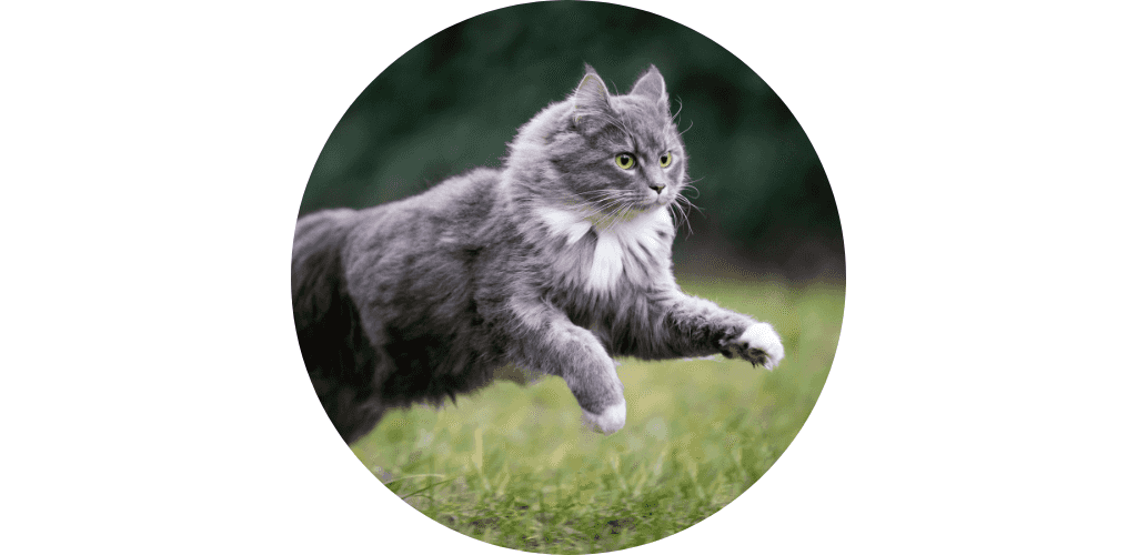 Croquettes pour chat adulte