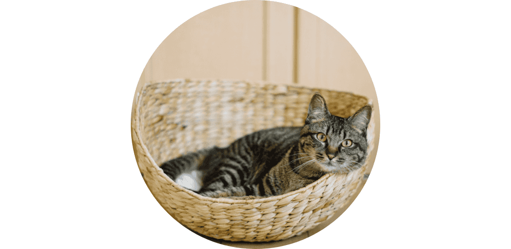 Panier pour chat