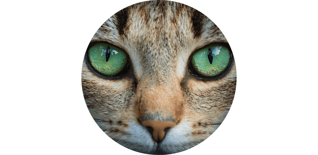 Soin des yeux du chat