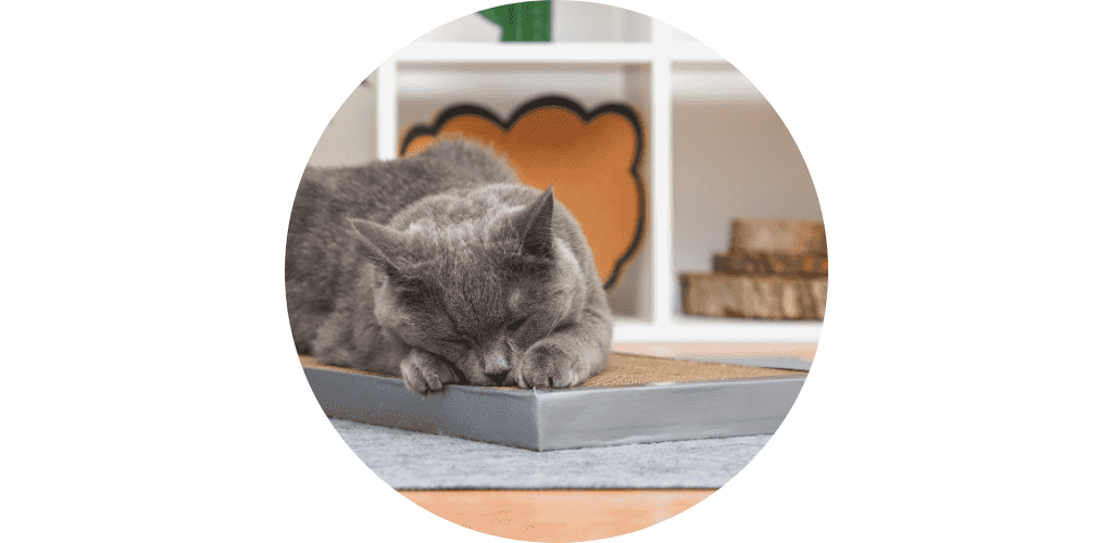 Griffoir pour chat