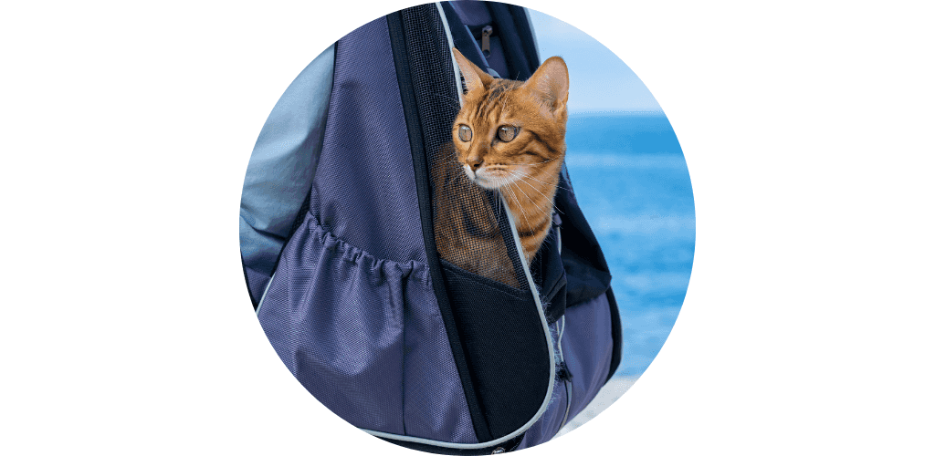 Sac de transport pour chat