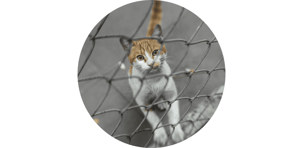 Clôture électronique pour chat
