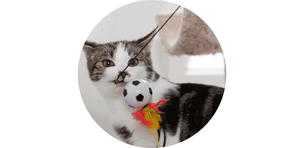 Canne à pêche pour chat