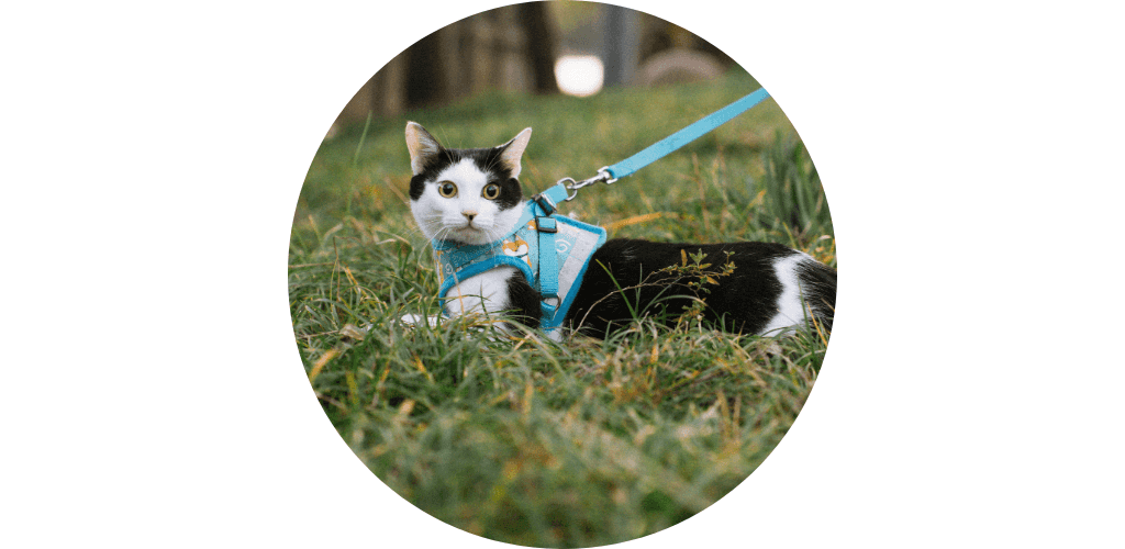 Harnais pour chat