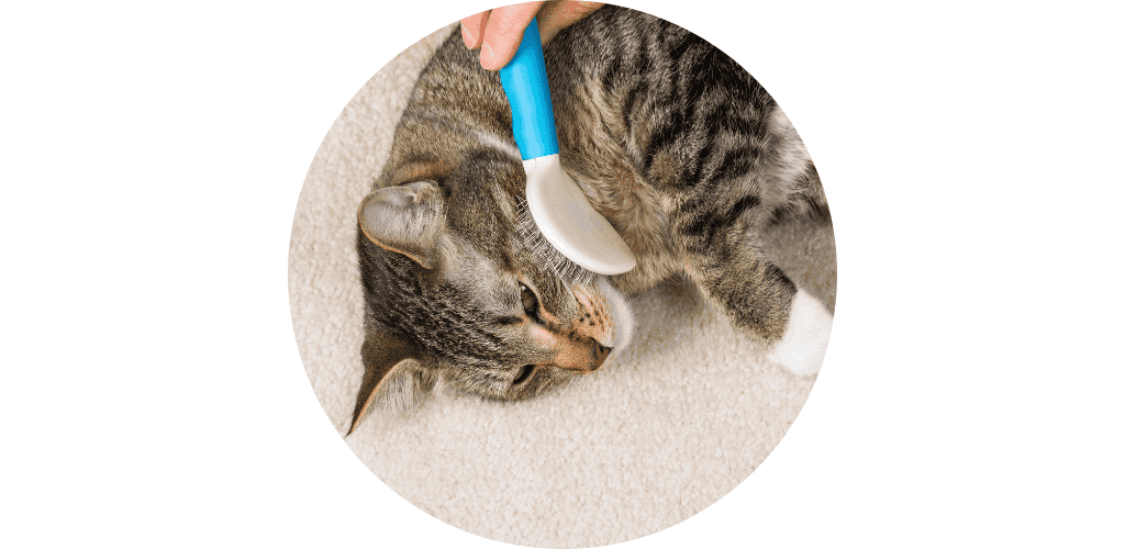 Brossage pour chat