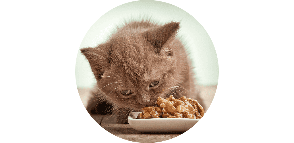 Alimentation du chaton