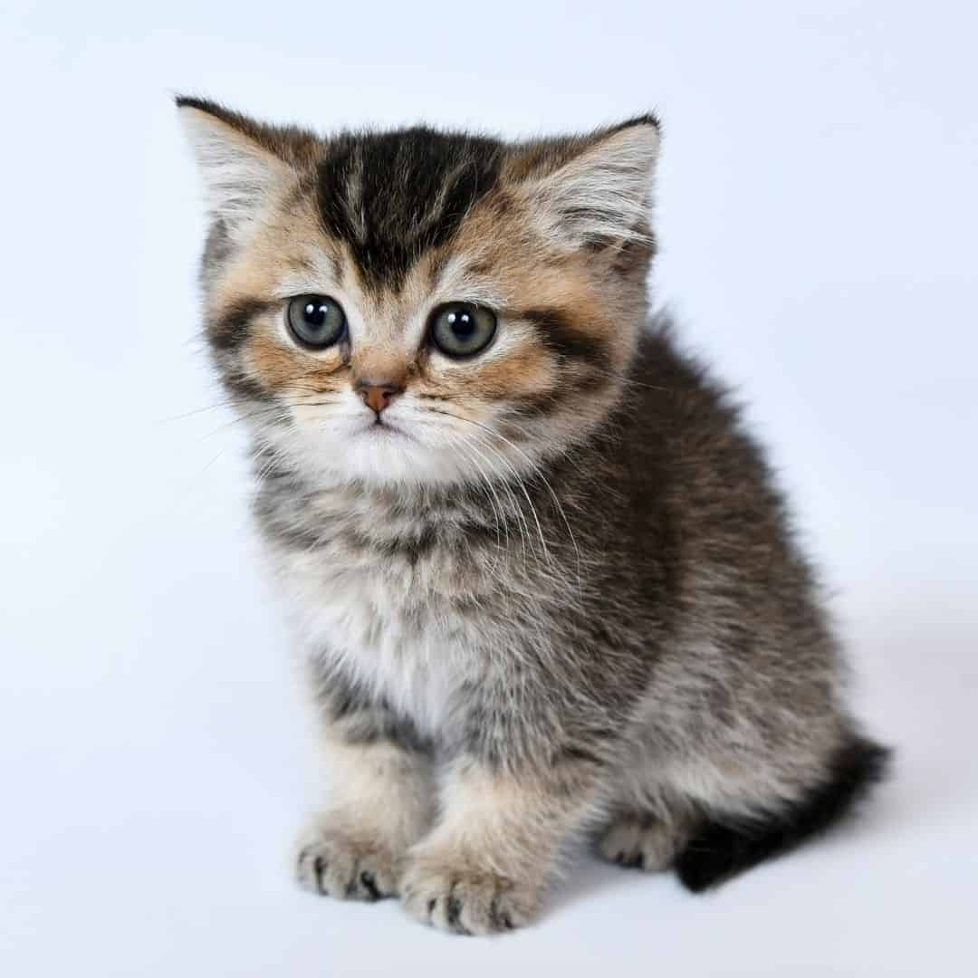 Courbe de croissance d’un chaton en fonction de la race