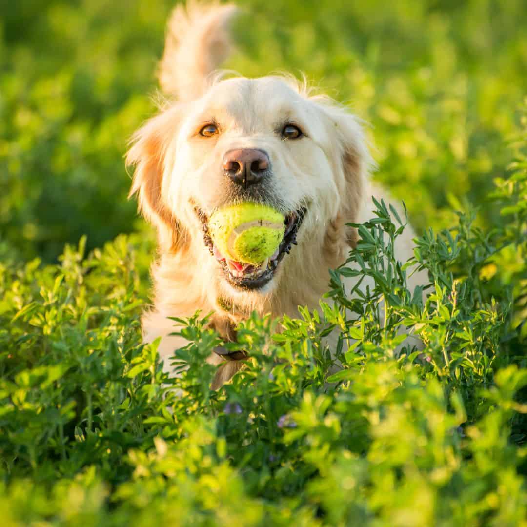 Les meilleurs noms en U pour chiens en 2023