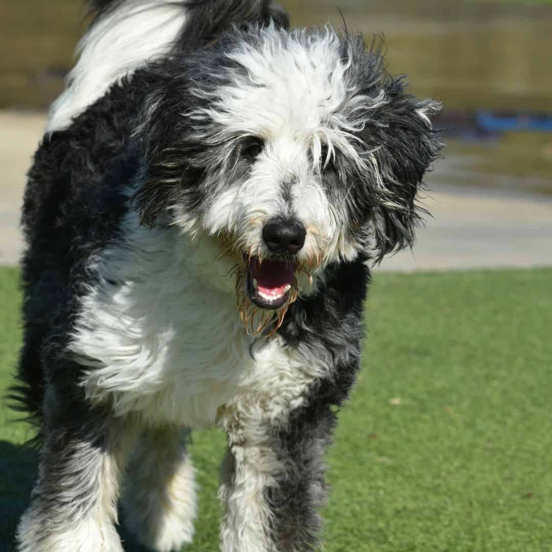 Bernedoodle tricolore au pelage bouclé dans un jardin